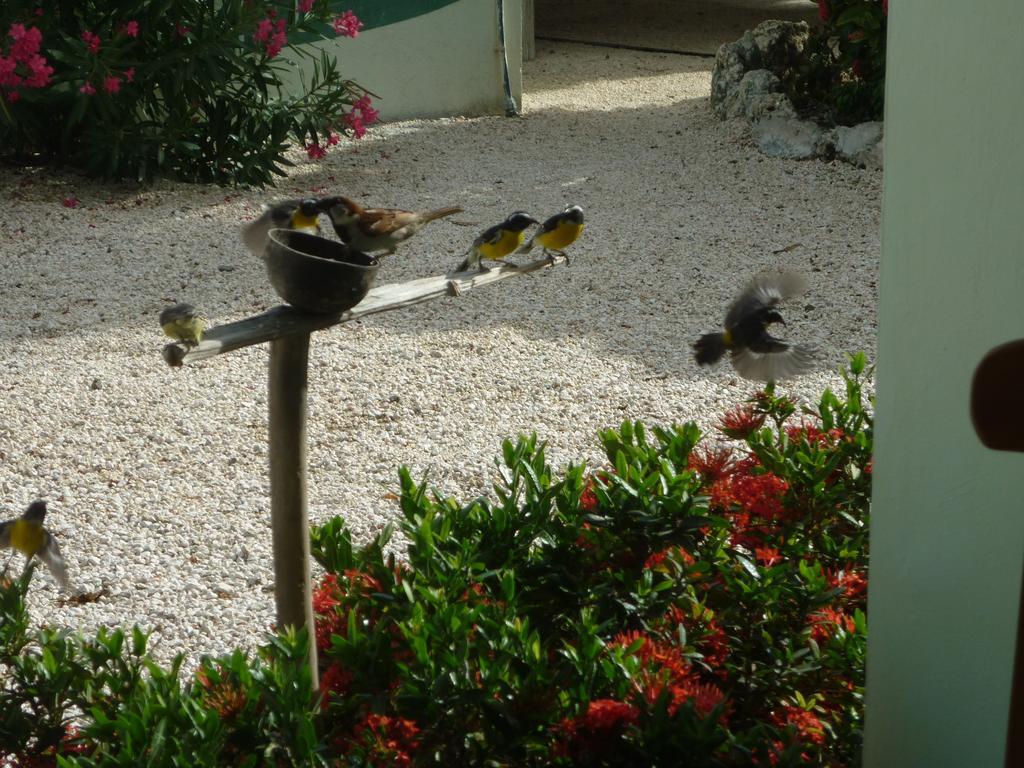 Appartamento Bon Bini Lagun Curacao Esterno foto