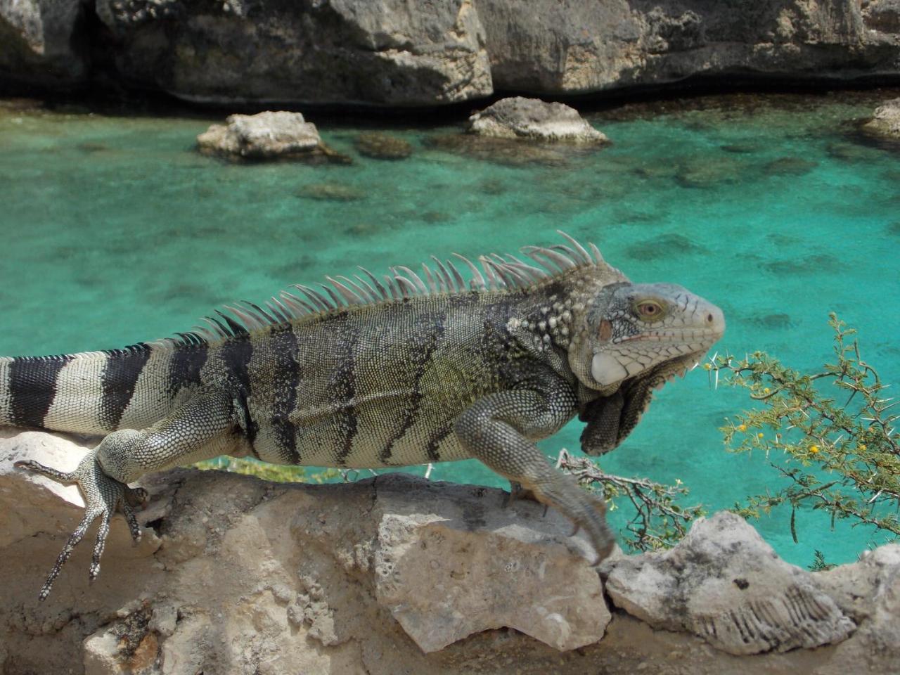 Appartamento Bon Bini Lagun Curacao Esterno foto