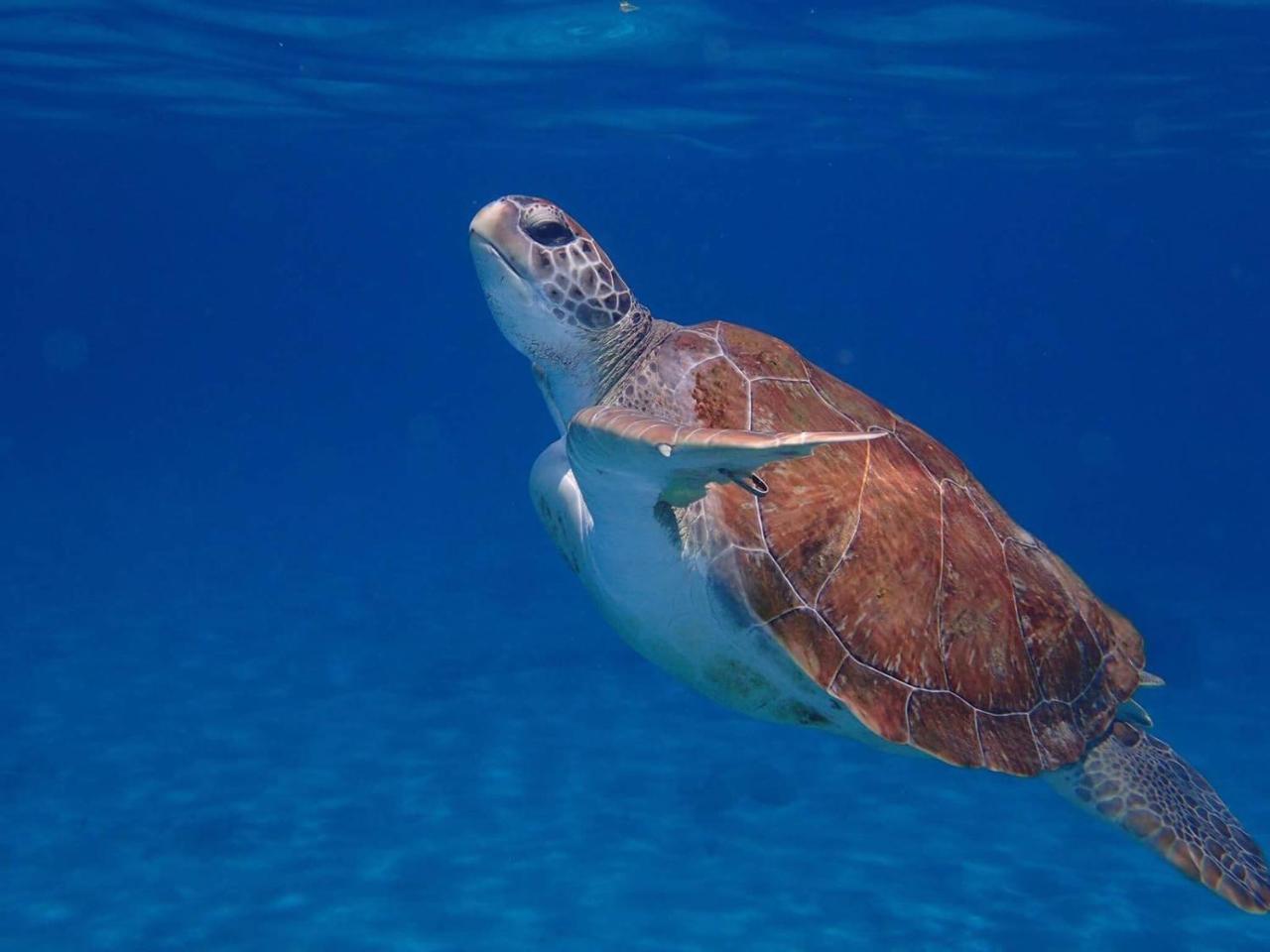 Appartamento Bon Bini Lagun Curacao Esterno foto
